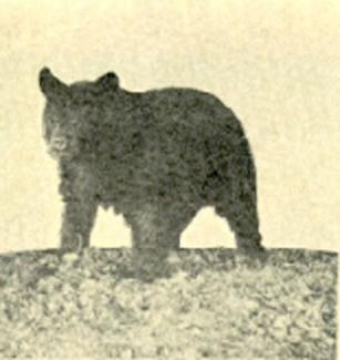 In 1926, Northwest's mascot looked more like a bear than a bearcat.